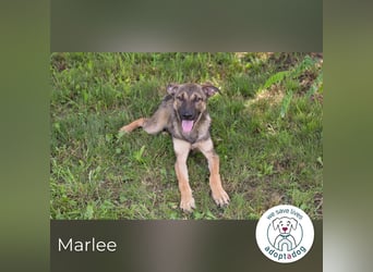 Marlee: Lebensfreude sucht Zuhause