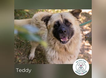 Teddy sucht ein Zuhause