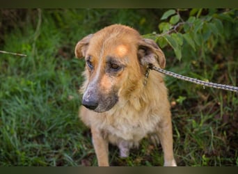 Chip 2158930 sucht ein zu Hause