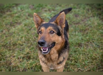 Xaver sucht ein Zuhause