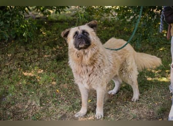 Teddy sucht ein Zuhause