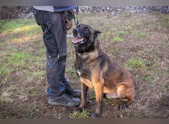 Leon: Malinois-Fans aufgepasst!