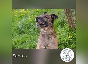 Santos: Aktiv mit grauer Schnauze