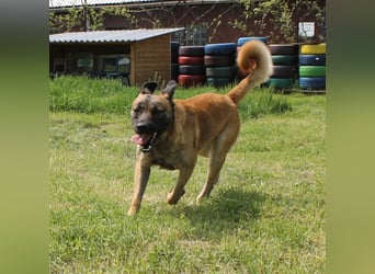 Santos: Aktiv mit grauer Schnauze