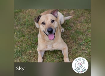 Sky 290336 sucht ein zu Hause
