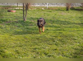 Chip 257791 sucht ein Zuhause