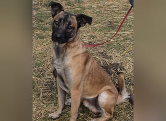 Santos: Aktiv mit grauer Schnauze