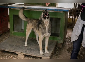 Akido – Sportskanone sucht Zuhause Akido – Sportskanone sucht Zuhause