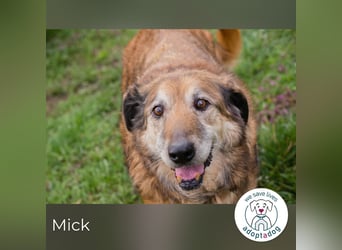 Mick: Sanfter Senior mit Charme