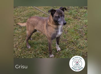 Grisu 253389 sucht ein zu Hause