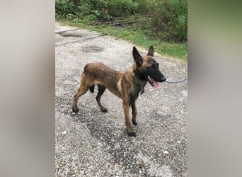 Airi: Verletztes Herz sucht Sicherheit