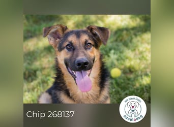 Chip 268137 sucht ein Zuhause