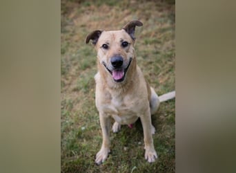 Chip 290336 sucht ein Zuhause