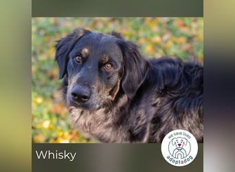 Whisky 253730 sucht ein zu Hause