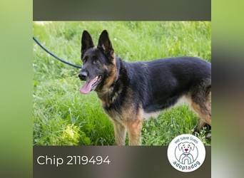 Chip 2119494 sucht ein Zuhause