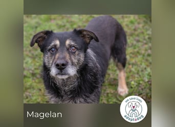 Magelan sucht ein neues Zuhause