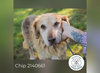 Chip 2140661 sucht ein zu Hause