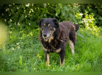 Elwood sucht ein Zuhause