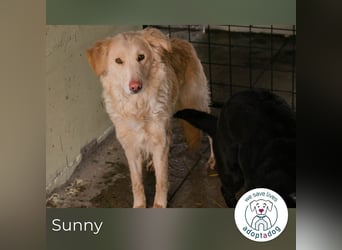 Sunny 2359187 sucht ein zu Hause