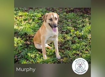 Murphy 235613 sucht ein zu Hause