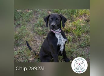 Chip 289231 sucht ein zu Hause