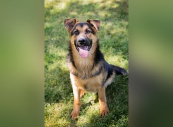 Chip 268137 sucht ein Zuhause