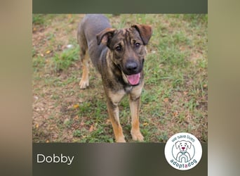 Traumhund Dobby: Treuer Begleiter sucht Zuhause