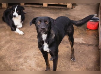 Gwen sucht ein neues Für-immer-Körbchen!