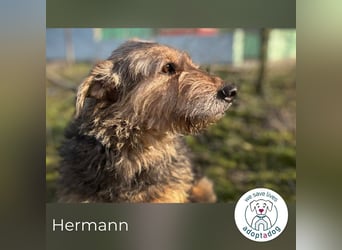 Hermann 2158958 sucht ein zu Hause