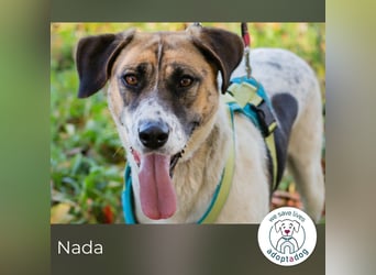 Nada sucht ihr Für-immer-Zuhause