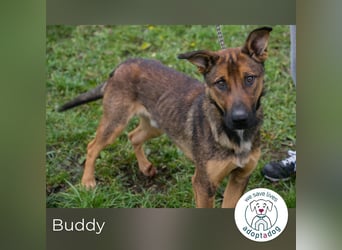 Buddy: Dein bester Freund