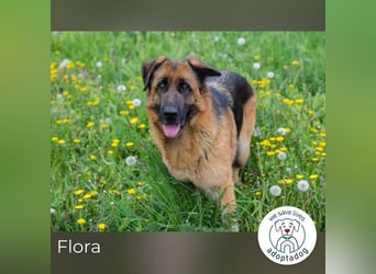 Flora: Fröhliche Schäferhund-Mix sucht Zuhause
