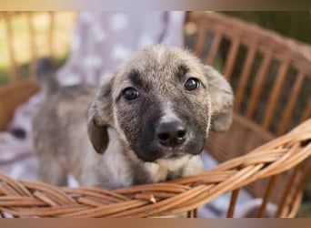 Akido – Sportskanone sucht Zuhause Akido – Sportskanone sucht Zuhause