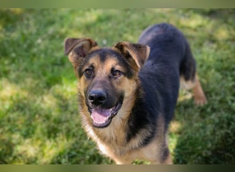 Chip 268137 sucht ein Zuhause