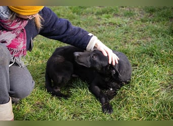 Cassius – Gern im Team unterwegs