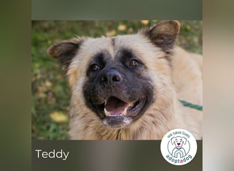 Teddy sucht ein Zuhause