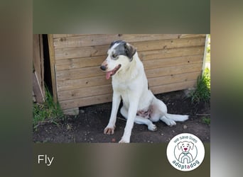 Fly 149428 sucht ein zu Hause