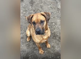 Fjella 240004 sucht ein zu Hause