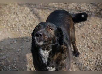Gwen sucht ein neues Für-immer-Körbchen!
