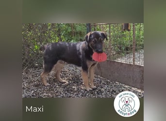 Maxi: Sonnenschein auf vier Beinen