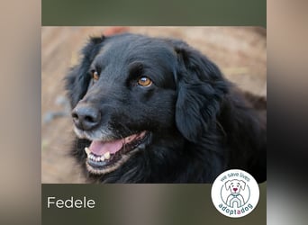 Fedele 271474 sucht ein zu Hause