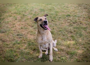 Chip 290336 sucht ein Zuhause