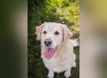 Sam sucht ein Zuhause