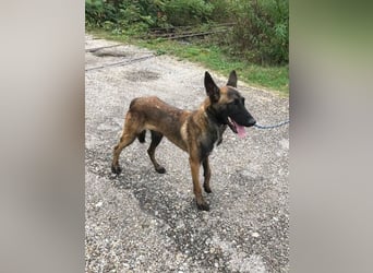 Airi: sucht ein Zuhause