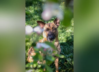 Cassy sucht ein Zuhause