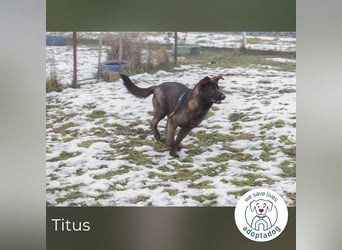 Titus 269957 sucht ein zu Hause