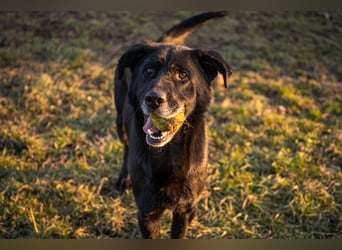 Hans 222287-116094 sucht ein zu Hause