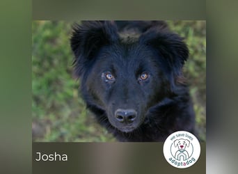 Josha sucht ein Zuhause