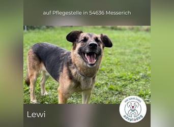 Lewi: stattlich, eleganter Rüde in Messerich (D) auf Pflegestelle