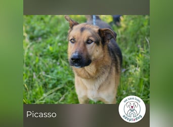 Picasso sucht ein Zuhause